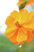 Flor naranja con gotas de agua - Lámina artística
