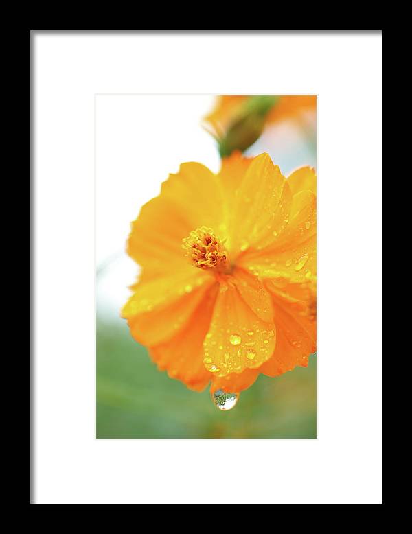 Orange bloom with water droplets  - Framed Print
