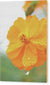 Flor naranja con gotas de agua - Cuadro en madera
