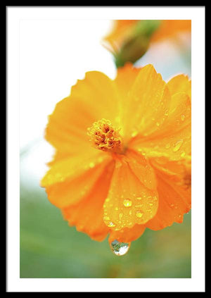 Flor naranja con gotas de agua - Lámina enmarcada