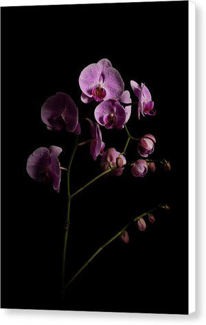 Orchids coming out of the darkness - Canvas Print