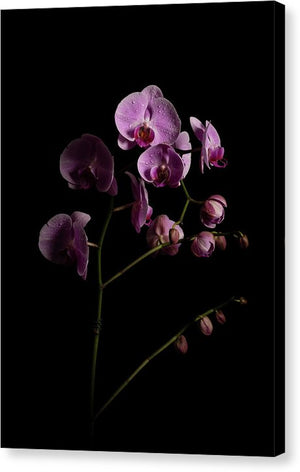 Orchids coming out of the darkness - Canvas Print