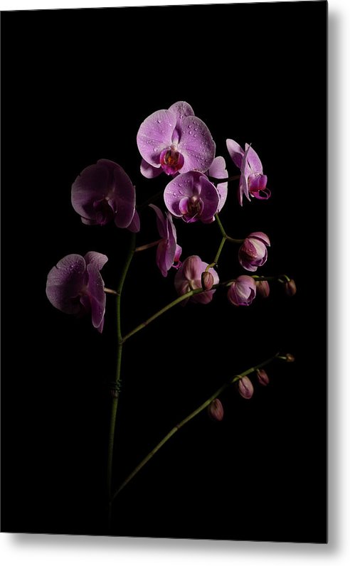 Orchids coming out of the darkness - Metal Print