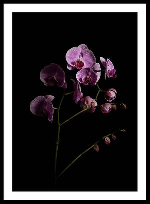 Orquídeas que salen de la oscuridad - Lámina enmarcada