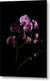 Orchids coming out of the darkness - Metal Print