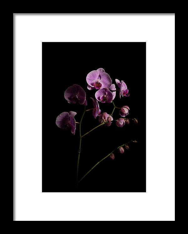 Orchids coming out of the darkness - Framed Print