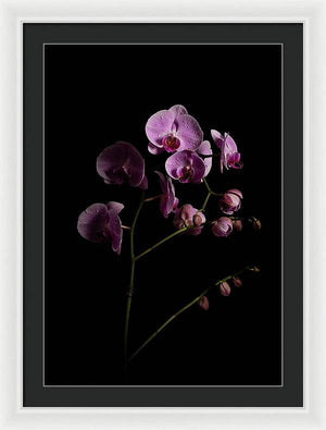 Orchids coming out of the darkness - Framed Print