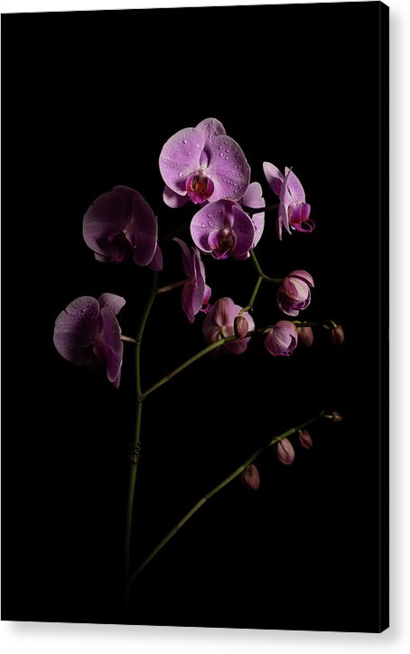 Orchids coming out of the darkness - Acrylic Print