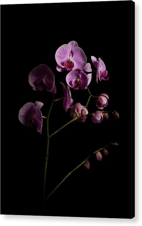 Orquídeas que salen de la oscuridad - Lámina acrílica