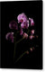 Orquídeas que salen de la oscuridad - Lámina acrílica