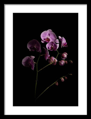Orchids coming out of the darkness - Framed Print
