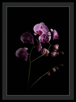 Orquídeas que salen de la oscuridad - Lámina enmarcada