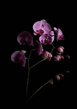 Orquídeas que salen de la oscuridad - Lámina artística