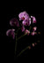 Orquídeas que salen de la oscuridad - Lámina artística