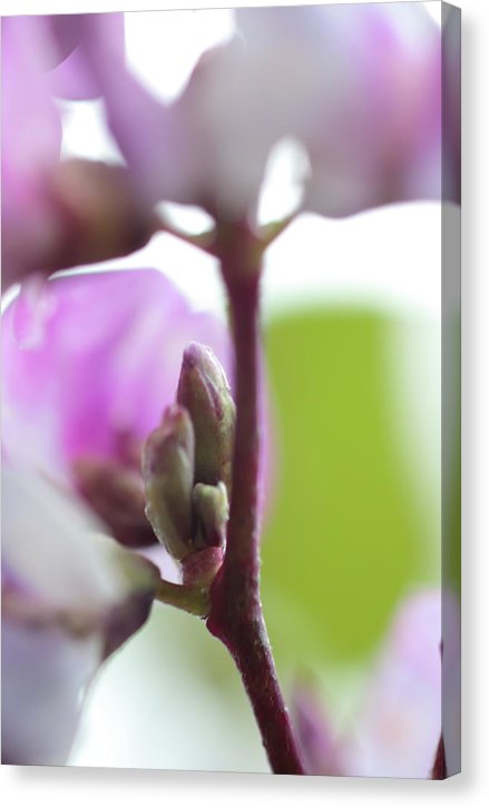 Pink blooms - Canvas Print