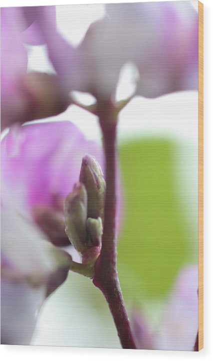 Pink blooms - Wood Print