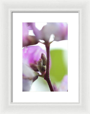 Pink blooms - Framed Print