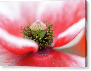 Pollen on a Poppy Bloom  - Canvas Print