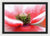 Polen en una flor de amapola - Lámina enmarcada