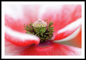 Pollen on a Poppy Bloom  - Framed Print