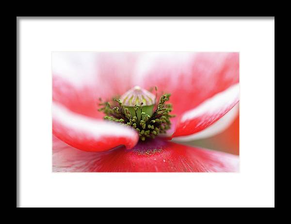 Pollen on a Poppy Bloom  - Framed Print