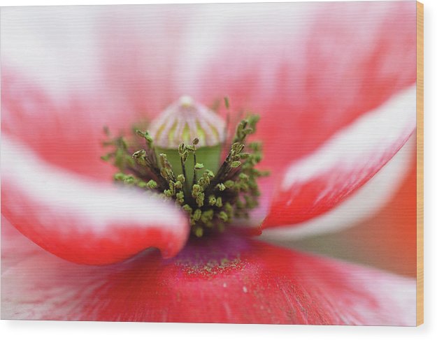 Pollen on a Poppy Bloom  - Wood Print