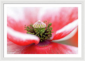 Pollen on a Poppy Bloom  - Framed Print