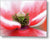 Polen en una flor de amapola - Lámina metálica