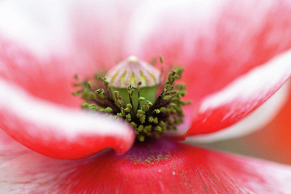 Pollen on a Poppy Bloom  - Art Print