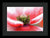 Polen en una flor de amapola - Lámina enmarcada