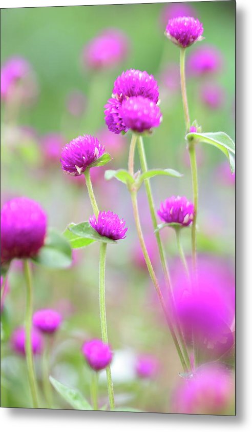 Purple Little flowers - Metal Print