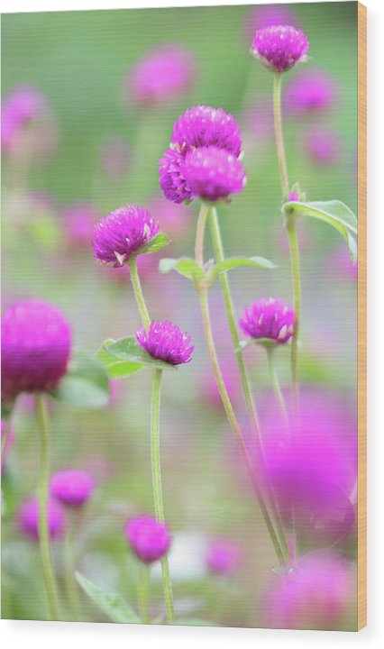 Purple Little flowers - Wood Print