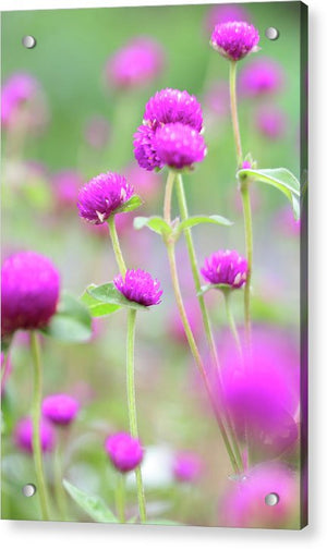 Purple Little flowers - Acrylic Print