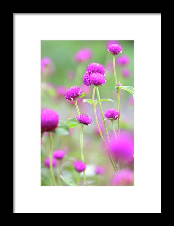 Purple Little flowers - Framed Print