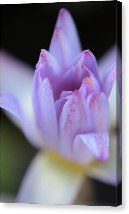 Purple water lily - Canvas Print