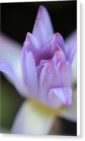 Purple water lily - Canvas Print