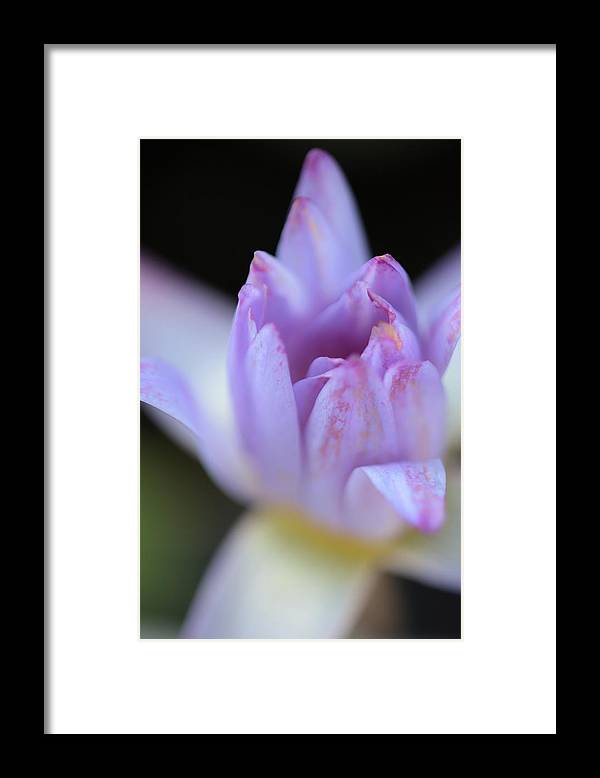 Purple water lily - Framed Print
