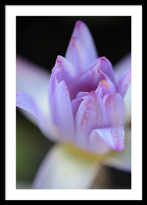Purple water lily - Framed Print