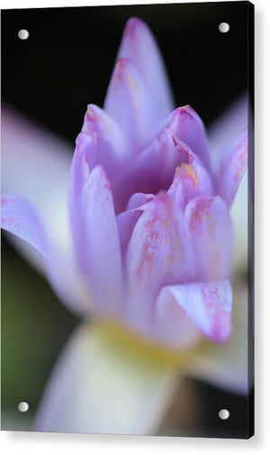 Purple water lily - Acrylic Print