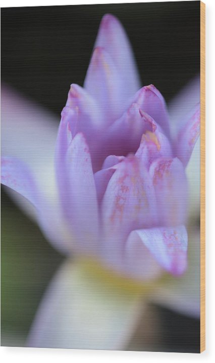 Purple water lily - Wood Print