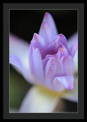 Purple water lily - Framed Print