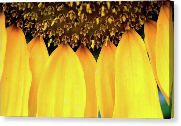 Sunflower Details - Canvas Print