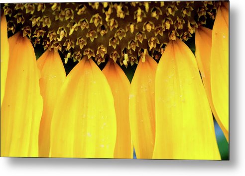 Sunflower Details - Metal Print