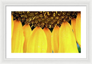 Sunflower Details - Framed Print