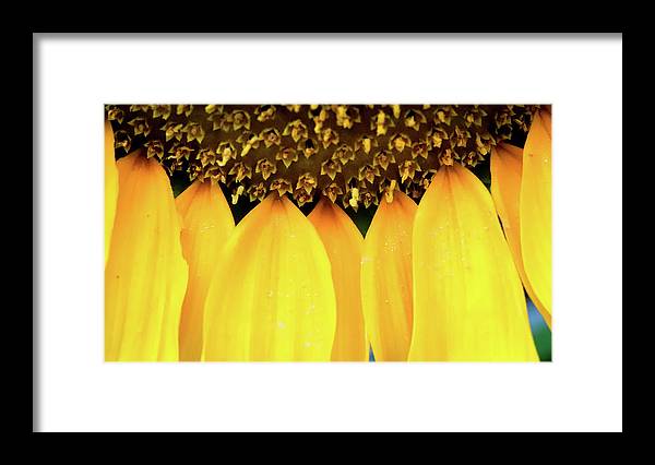 Sunflower Details - Framed Print