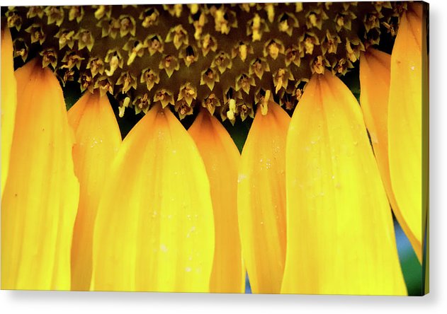 Sunflower Details - Acrylic Print