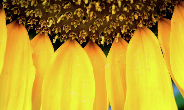 Sunflower Details - Art Print