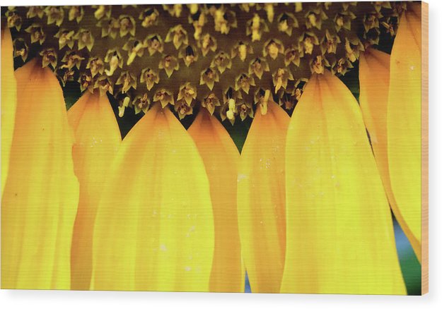 Sunflower Details - Wood Print