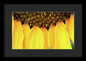 Sunflower Details - Framed Print