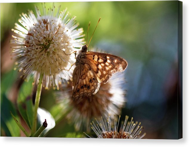 The Butterfly's Perch - Canvas Print
